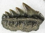 Fossil Cow Shark (Notorynchus) Tooth - Maryland #21316-1